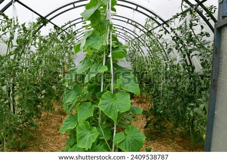 cucumber and tomato plants in the same greenhouse in neighboring beds. Country amateur vegetable growing