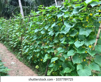 Cucumber Tree In The Garden