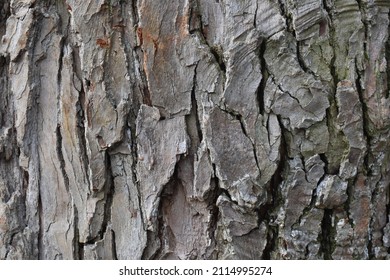 Cucumber Tree (Magnolia Acuminata) Bark Texture