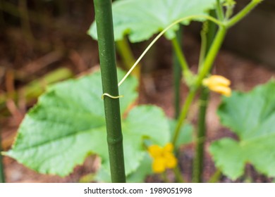 Vine Pole Images Stock Photos Vectors Shutterstock