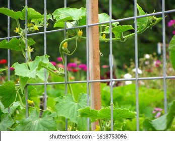 Vegetable Garden Trellis Images Stock Photos Vectors Shutterstock