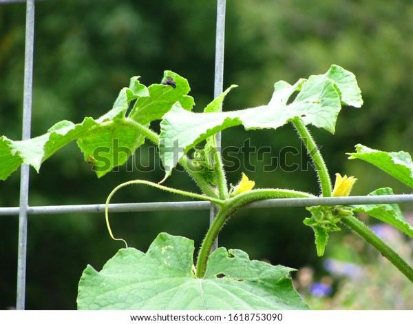 Cucumber Vines Twining On Farm Garden Stock Photo Edit Now