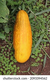 Cucumber is a widely-cultivated creeping vine plant in the Cucurbitaceae family .yellow color cucumber. Chinese Yellow cucumbers are oval-shaped cucumbers