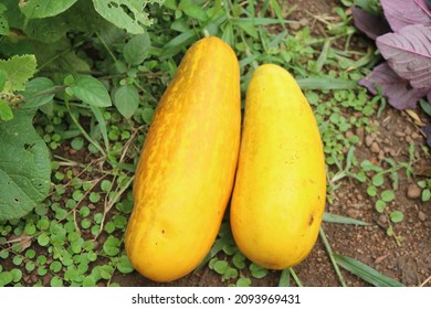 Cucumber is a widely-cultivated creeping vine plant in the Cucurbitaceae family .yellow color cucumber.Chinese Yellow cucumbers are oval-shaped cucumbers
