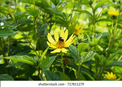 Cucumberleaf Sunflower Or Helianthus Debilis Cucumerifolius Yellow Flowers With Green