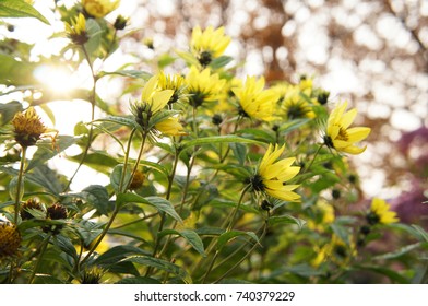 Cucumberleaf Sunflower Or Helianthus Debilis Cucumerifolius Yellow Flowers In Sunlight