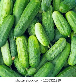 Cucumbers as a food background texture. Fresh organic cucumbers ready for pickling. Picked crop of cucumber.
