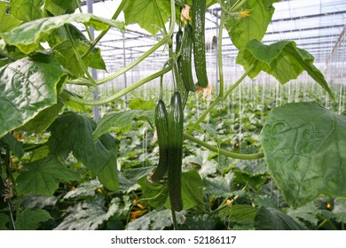 Cucumbers in a Greenhouse in Holland