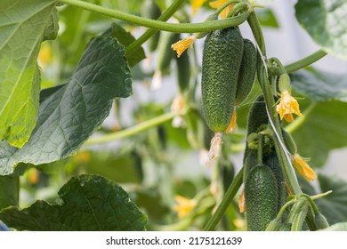 Cucumbers Grow On A Branch In A Greenhouse.