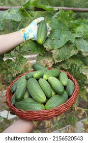 Cucumbers grow on the plantation, the gardener harvests. Close-up hands in gloves hold green vegetables, organic farming for vegetarian food. - Shutterstock ID 2156520543