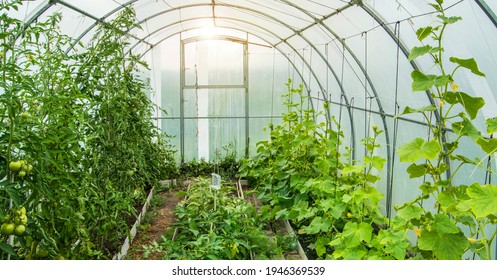 Cucumbers and tomatoes grow in a modern polycarbonate greenhouse solar arc, sunlight through transparent walls, the concept of growing crops in a closed ground