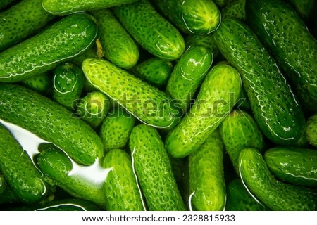 Similar – It’s pickling cucumber time again / washed pickled cucumbers