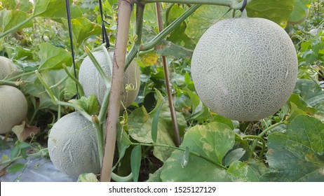 Closedup Japanese Melons Green Melon Plants Stock Photo (Edit Now ...