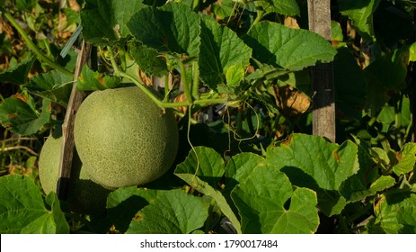 4,053 Cucumis Melo Images, Stock Photos & Vectors | Shutterstock