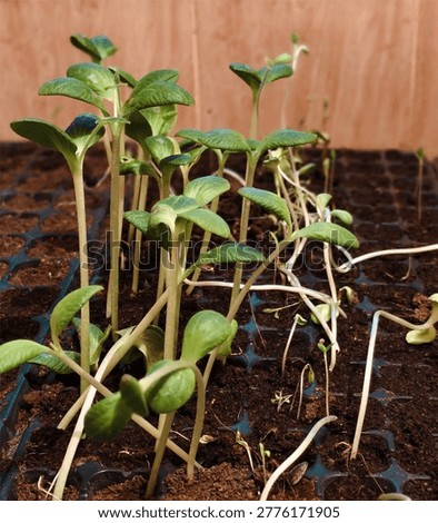 Cucurbit cucumbers, squash, pumpkins, melons, and watermelon seed plant