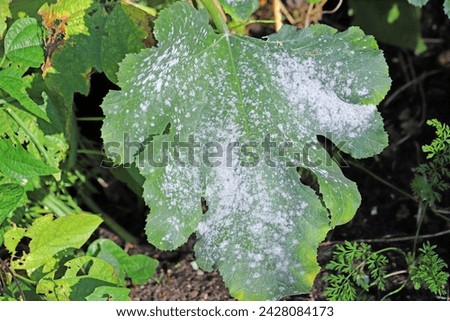 Cucurbit powdery mildew on zucchini is a fungal disease of zucchini, the culprits of which are fungal pathogens: Erysiphe cichoracearum and Sphaerotheca fuliginea