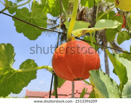Cucurbita maxima with sky background
