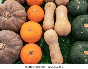 Cucurbita moschata squashes dan Verietas Colorful pumpkin.