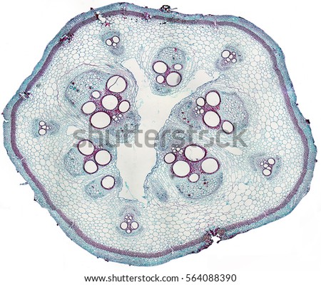 Cucurbits section under the microscope