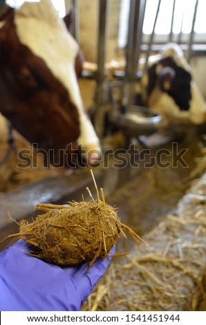 Cow´s cud on hand. It is partly digested food returned from the first stomach of ruminants to the mouth for furter chewing. Two cows behind the target.