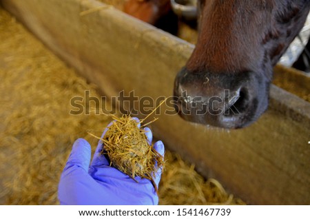 Cow´s cud on hand. It is partly digested food returned from the first stomach of ruminants to the mouth for furter chewing