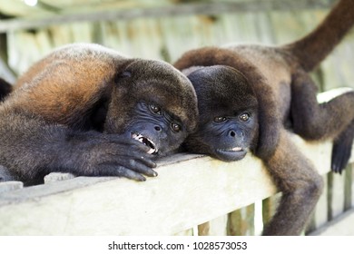 cuddeling monkey couple laying on a wooden fence in the Amazonian jungle in Leticia, Colombia