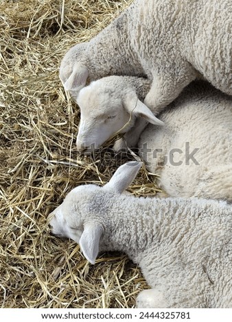 cuddle lambs affection agriculture baby