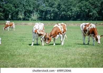 Cuddling Cow Couple Standing In The Meadow