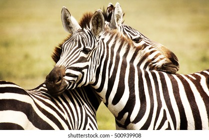 Cuddling Zebras Of Tanzania