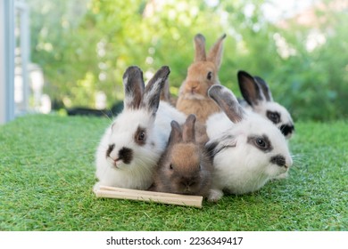 Cuddly furry rabbit bunny brown with family sitting and playful together on green grass over natural background. Group of family baby bunny spring time on lawn. Easter newborn bunny family pet concept - Shutterstock ID 2236349417