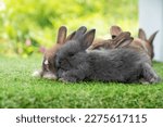 Cuddly furry rabbit bunny sitting and lying down sleep together on green grass over natural background. Close up face little rabbit bunny sitting together on spring grass. Select focus. Easter bunny.