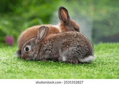 Cuddly furry rabbit bunny sitting and playful together on green grass over natural background. Lovely little bunny brown grey rabbit cleaning body with family on grass.Easter newborn mammal pet family - Powered by Shutterstock