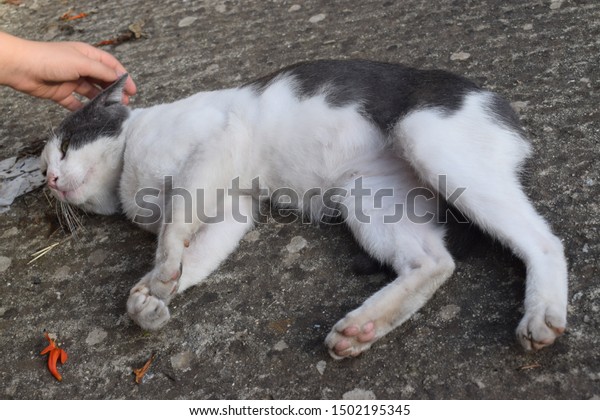 Cuddly Grey White Male Cat Stock Photo Edit Now 1502195345