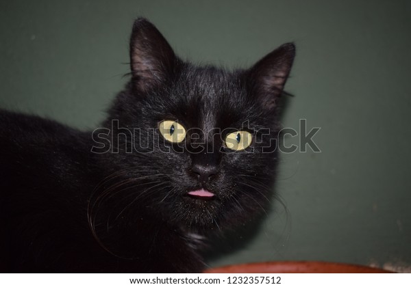 black cuddly cat