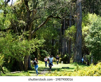 Cuenca, Ecuador - September 27, 2020: El Paraíso Park (Paradise park). Green natural area of the city. Group of people on the hiking trail through eucalyptus forest