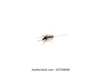 Culex Fatigans Or Southern House Mosquito Isolated On White Background.