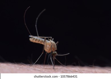 Culex Mosquito Bite And Sucking Human Blood On Black Background At Night. Macro Shot.