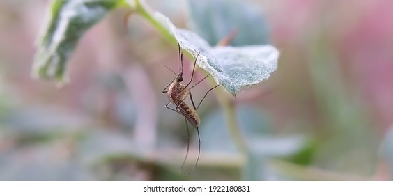 Culex Pipiens Insects On Leaf In Indian Village Garden Image  Indian Home Mosquitoes Image 