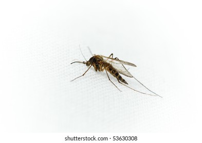 Culex Pipiens, Northern House Mosquito In Front Of White Background.