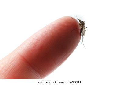 Culex Pipiens, Northern House Mosquito In Front Of White Background.