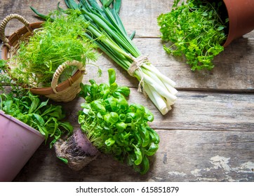 Culinary herbs - Powered by Shutterstock