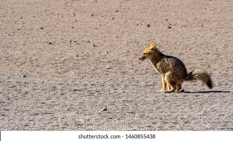 Culpeo Or Andean Fox In Eduardo Abaroa Andean Fauna National Reserve, Bolivia