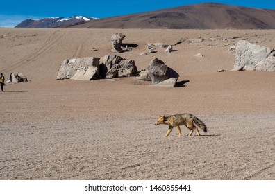 Culpeo Or Andean Fox In Eduardo Abaroa Andean Fauna National Reserve, Bolivia