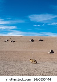 Culpeo Or Andean Fox In Eduardo Abaroa Andean Fauna National Reserve, Bolivia