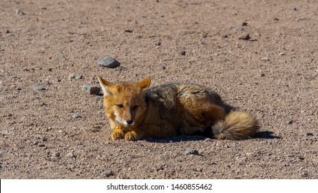 Culpeo Or Andean Fox In Eduardo Abaroa Andean Fauna National Reserve, Bolivia