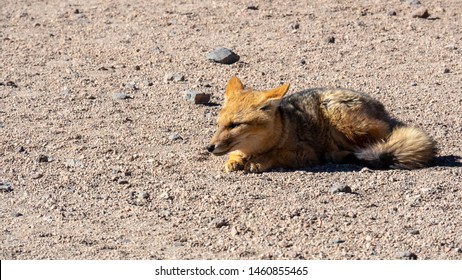 Culpeo Or Andean Fox In Eduardo Abaroa Andean Fauna National Reserve, Bolivia