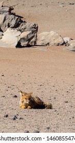 Culpeo Or Andean Fox In Eduardo Abaroa Andean Fauna National Reserve, Bolivia