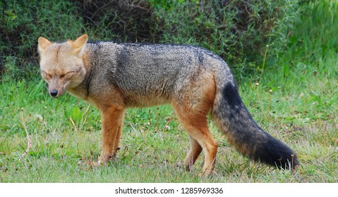 culpeo fox species