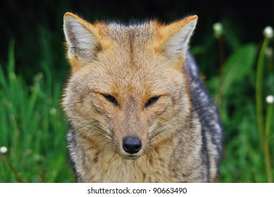 culpeo fox species