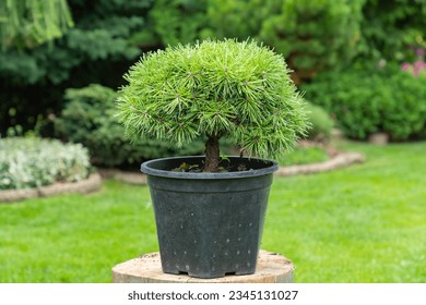 Cultivar dwarf mountain pine Pinus mugo var. pumilio in plastic pot, ready for planting. Mountain dwarf pine scrub, Swiss mountain pine. Gardeen design.